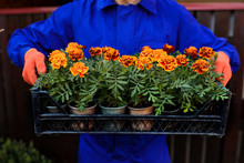 Close Up Hands Of  Gardener In Blue Overalls Holding A Box Full Of Seedlings Flowers