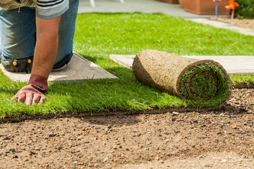 Gardening - Gardener laying sod for the new lawn