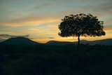Fototapeta Sawanna - Sunset Acacia tree in Tsavo National park, Kenya, Africa