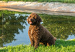 Brown Spanish Water Dog on green grass outdoor