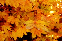 Close-up Of Maple Leaves