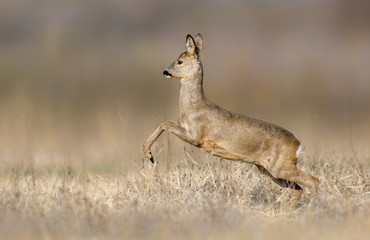 Fototapete - Roe deer ( Capreolus capreolus ) jumping