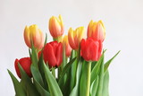 Fototapeta Tulipany - Bouquet of fresh red and yellow-orange tulips isolated on white background. Composition with colorful spring flowers. Empty copy space.