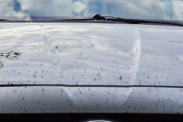 midges insects on the bumper and hood of the car