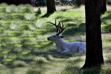 The White Tailed Deer, Rare White Color. Scene From Wisconsin Conservation Area.
