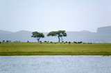 Fototapeta Sawanna - Two acacia trees from a boat view in Lake Naivasha, Great Rift Valley, Kenya, Africa