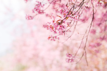  The blurred backdrop of the beautiful pink cherry blossoms blooming are cherry blossoms that were planted to promote tourism during the winter months and every year the pink blossoms bloom together.