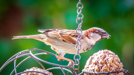 Wall Mural - sparrow