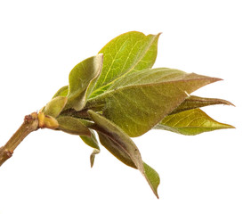 Lilac bush branch with green leaves. isolated on white background