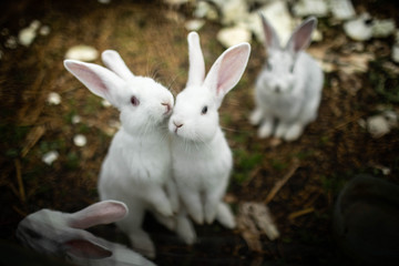 Two white rabbits kissing on the street.Two white rabbits kissing on the street.