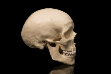 side view of a human skull isolated on black background.