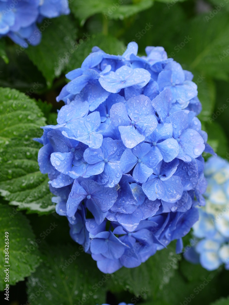 日本の東京都王子の飛鳥山で咲く 梅雨の時期の水滴がつく紫陽花の青色の花 Las Plakaty Ecowall24 Pl