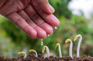 agriculture plant seeding growing step concept in garden and sunlight