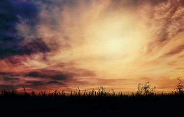 Wall Mural - Silhouette of grass in the meadow against the sunset sky