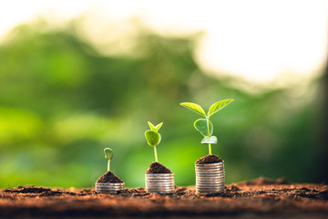 Wall Mural - Three saplings are growing on the soil and a natural green background