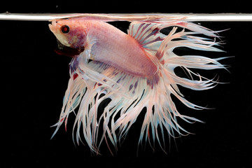 Wall Mural - Betta fish, Siamese fighting fish isolated on black background