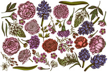 Vector Set Of Hand Drawn Colored Peony, Carnation, Ranunculus, Wax Flower, Ornithogalum, Hyacinth