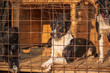 © shymar27 - Homeless dogs in a shelter cage. Photographed close-up.