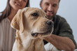 © LIGHTFIELD STUDIOS - Selective focus of golden retriever looking away near happy couple isolated on grey
