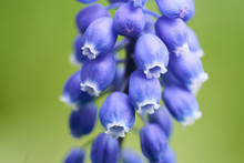 A Closeup Of The Blue Grape Hyacinth Flowers In The Garden