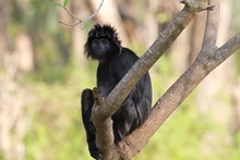 Ebony Leaf Monkey In Bali