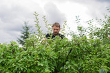 Mężczyzna pracujący w ogrodzie, przycina gałęzie drzewa jabłoni