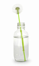 Dandelion Seedhead In Small Glass Bottle With Water. Isolated On White Background. An Officinale Seedhead With Stem In Water. Blown Dandelion On White Bg. Dandelon Seeds On Green Stem.
