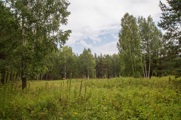 Сlearing with grass in the forest