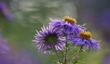 Close-up Of Purple Wildflowers