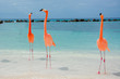Wildlebende Flamingos im karibischen Meer auf Aruba