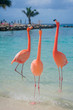 3 Flamingos verweilen am Strand in der Karibik