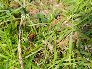 bee on a green grass