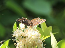 Common Buckeye Butterfly (Junonia Coenia) At Ground. Open Wings. A Colorful Common Buckeye Junonia Coenia Butterfly.