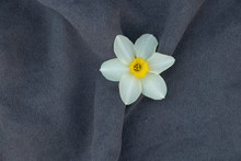 Light Gray Background Of Old Fabric Close-up And On It Is A Bud Of A Flower Of Daffodil