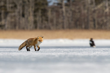 Wall Mural - The Red fox, Vulpes vulpes The mammal is standing on the frozen lake Japan Hokkaido Wildlife scene from Asia nature. walking close to eagles and trying to capture the fish. Winter scene with snow...