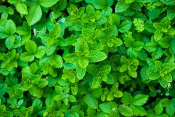 Bunch of fresh mint in a garden in springtime.