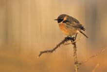Stonechat, Saxicola Torquata, Perched On A Bramble Branch During Sunset And Bathed In An Orange Glow With A Background Of Diffuse Reeds. Taken At Stanpit Marsh UK