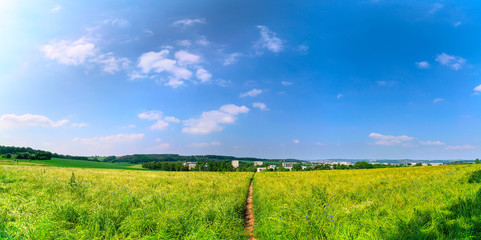 Wall Mural - Green field with plants and country road