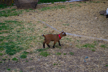 Wall Mural - Little goats eat and play on the farm.