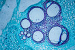 Microscopic image of pumpkin stem (cross-section)