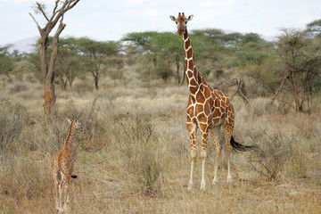 Reticulated Giraffe in Samburu National Preserve, Kenya Africa