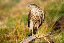 Interested Eurasian Sparrowhawk, Accipiter Nisus, Looking Aside In Nature With Grass In Background. Wild Bird Of Prey Sitting From Front View On Glade With Copy Space.