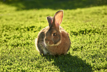 Big Rabbit On Sunny Lawn At Backyard