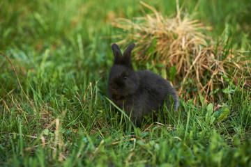 Wall Mural - Llttle black rabbit on a lawn. Beautiful funny black rabbit