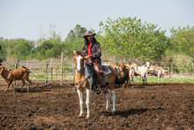 Cowboy Leading Horse Drive And Roundup To Roping Wild Cow. Cowboys Riding Horses On A Sandy Ground.