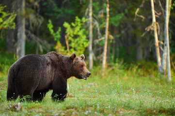 Wall Mural - wild male brown bear (ursus arctos)