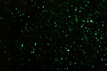 Black Background With Sparkling Green Flakes.Liquid Makeup Backdrop.Creative Overlay Layer.