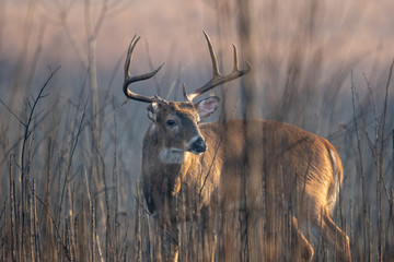 Sticker - Large whitetailed deer buck