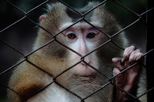 Cute Monkey Looking Outside Of A Zoo Cage Looking At The Visitors And Hoping For Freedom From The Sad Life 