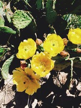 Close-up Of Yellow Flowers Blooming On Prickly Pear Cactus